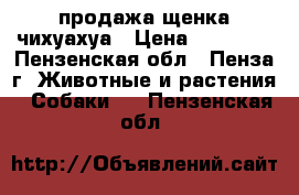 продажа щенка чихуахуа › Цена ­ 30 000 - Пензенская обл., Пенза г. Животные и растения » Собаки   . Пензенская обл.
